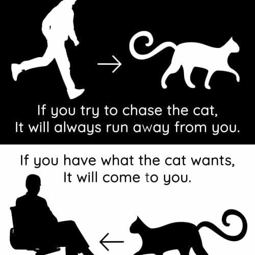 החתול והכסף