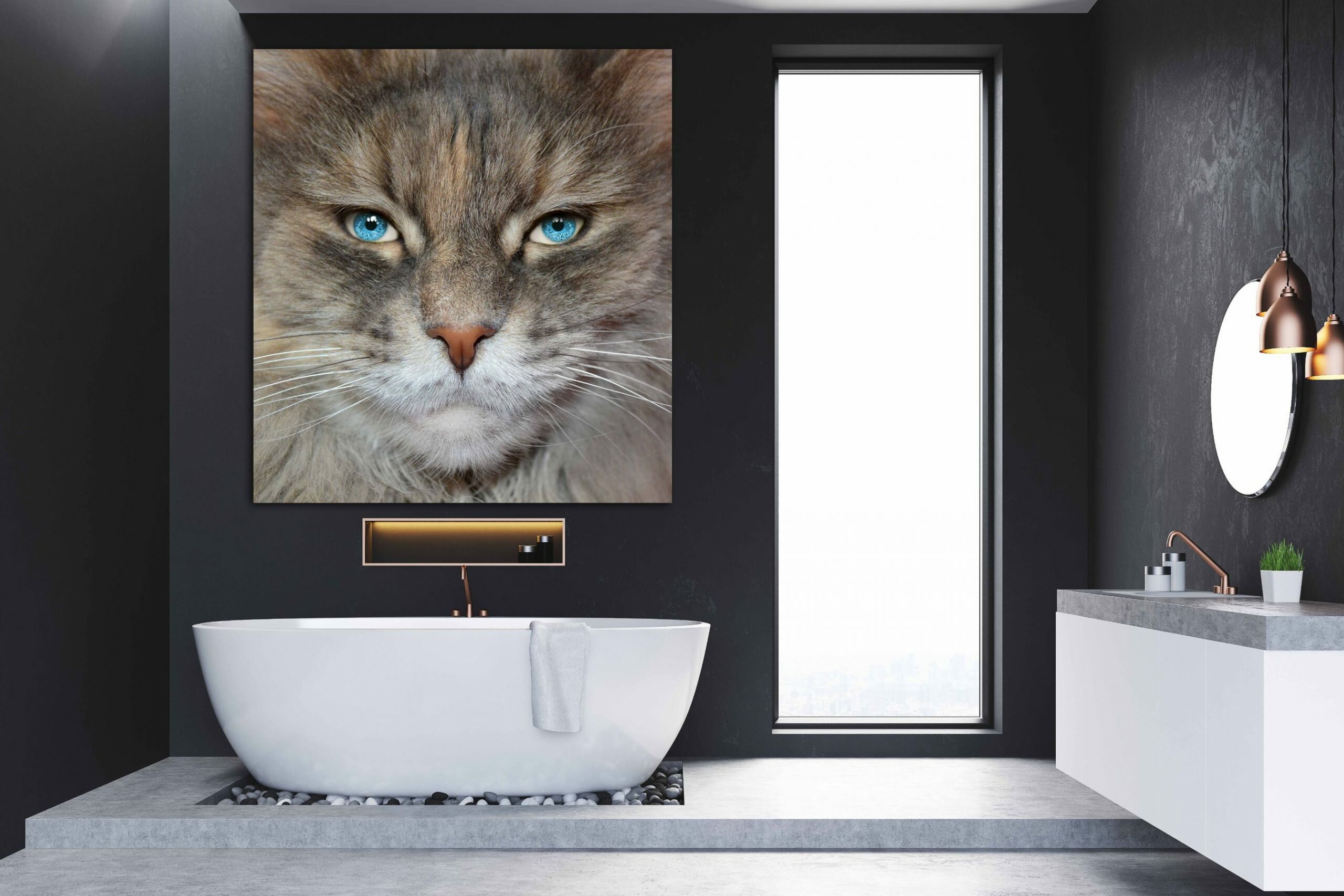 עיני חתול 3 עיני חתול