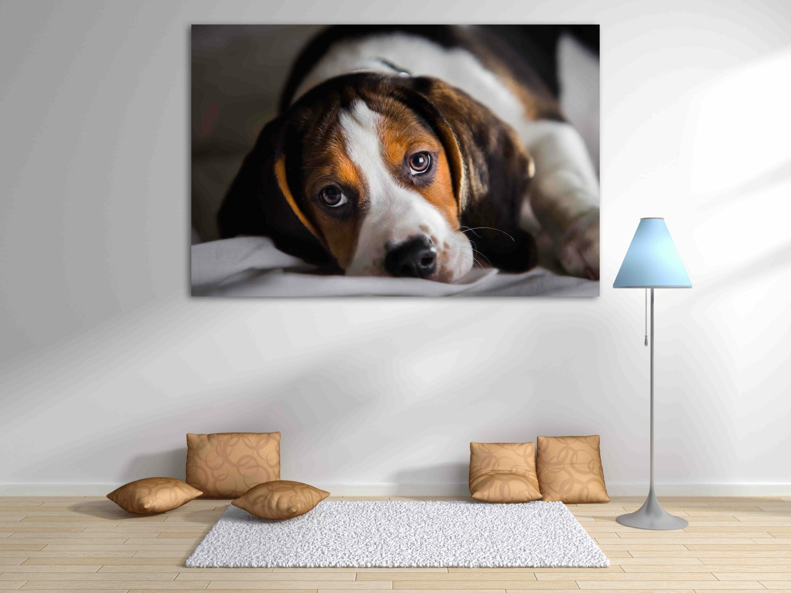 כלב ביגל 3 כלב ביגל