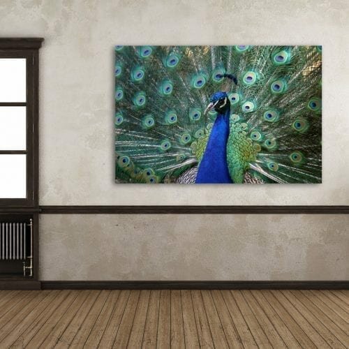 דואט ירוק-כחול