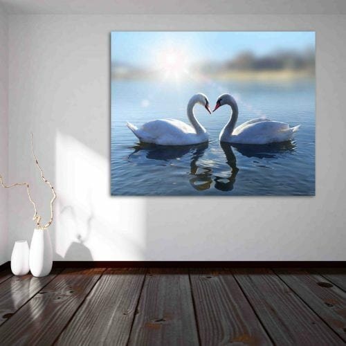 ברבורים באגם